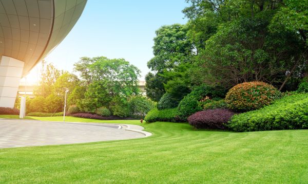 Commercial Shrub Trimming in Sanford