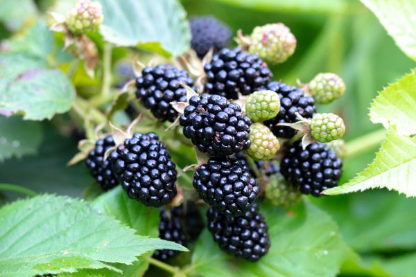 Blackberry Bush Removal in Sanford