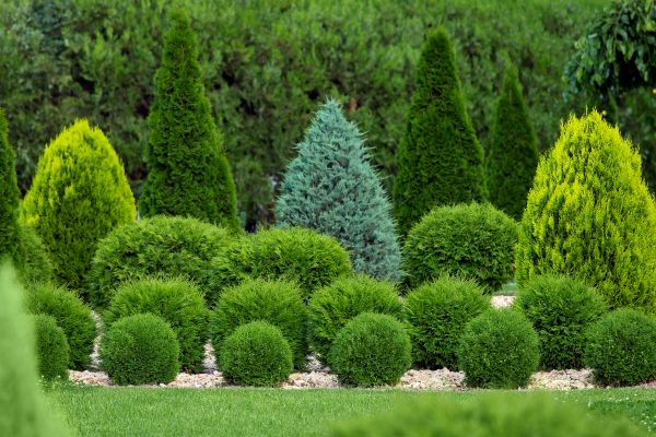 Bush Shaping Service in Sanford