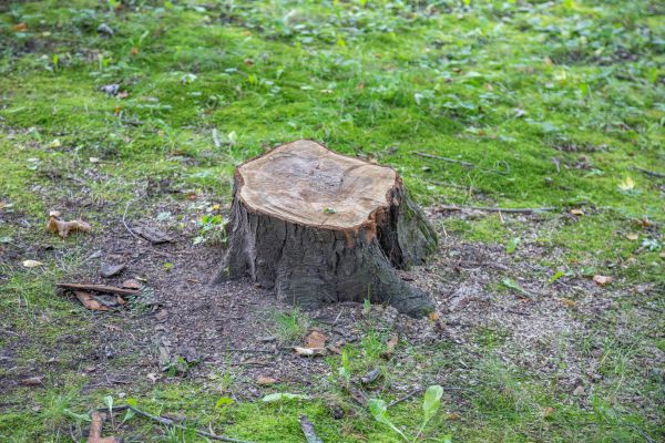 Bush Stump Removal in Sanford