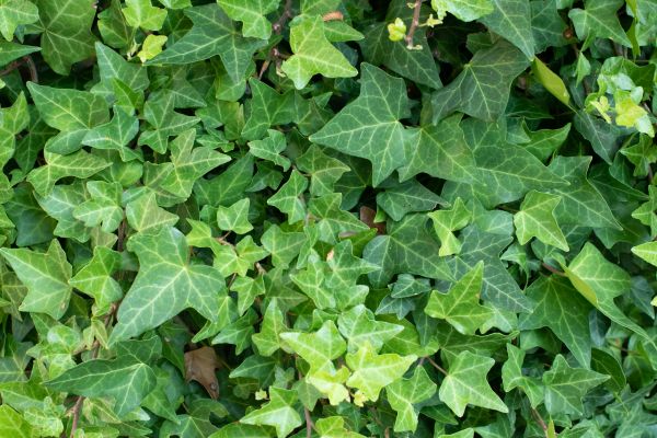 English Ivy Removal in Sanford