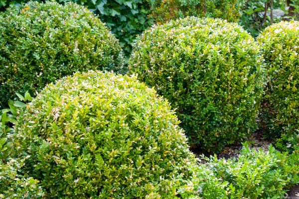Landscape Trimming Service in Sanford