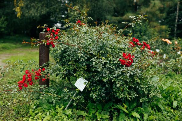 Rose Bush Removal in Sanford