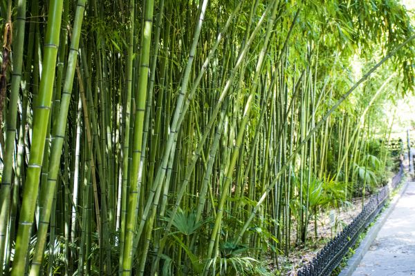Bamboo Root Removal in Sanford