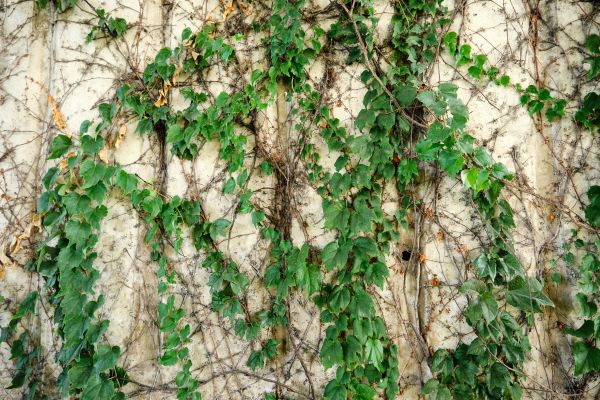 Vine Removal Service in Sanford