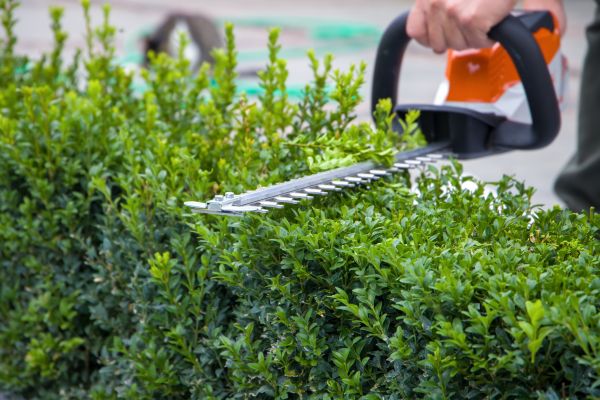 Hedge Shearing in Sanford