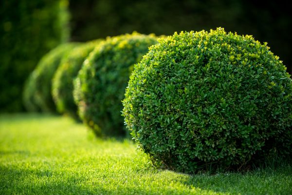 Bush Pruning in Sanford