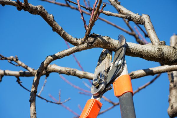 Selective Pruning in Sanford