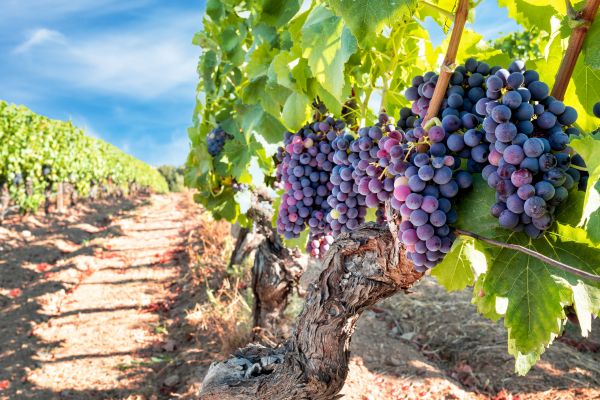 Grapevine Pruning in Sanford