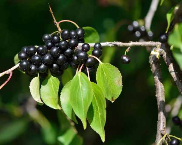 Buckthorn Removal in Sanford