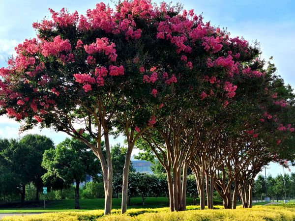 Crepe Myrtle Pruning in Sanford