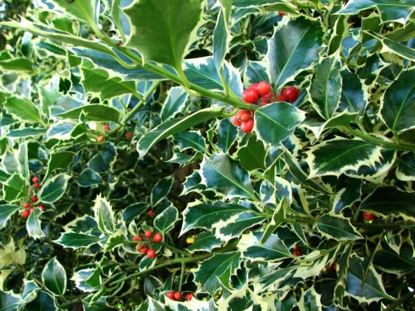 Holly Bushes Trimming in Sanford