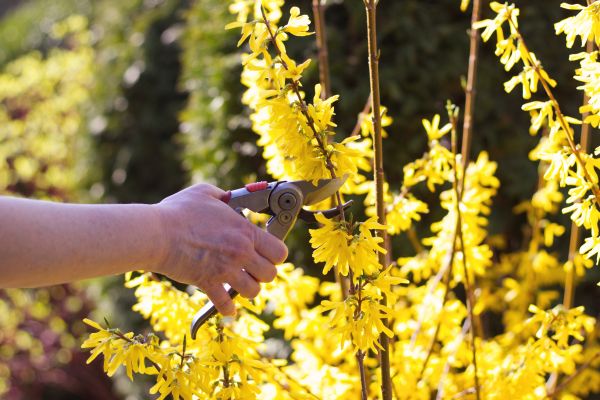 Forsythia Pruning in Sanford