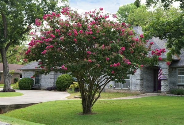 Crepe Myrtle Trimming in Sanford