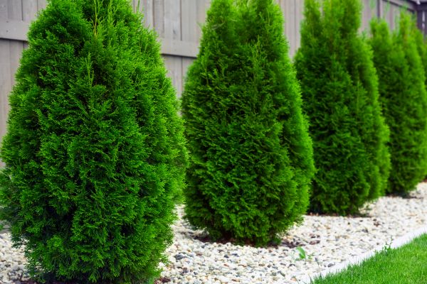 Arborvitae Removal in Sanford