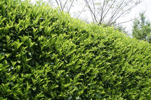 Laurel Shrub Removal in Sanford