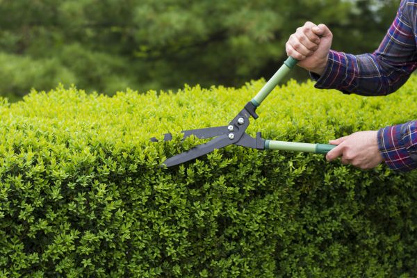 Evergreen Shrub Pruning in Sanford