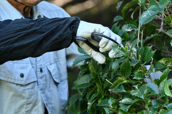 Holly Pruning in Sanford