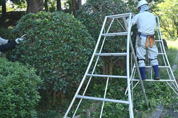 Holly Shaping in Sanford