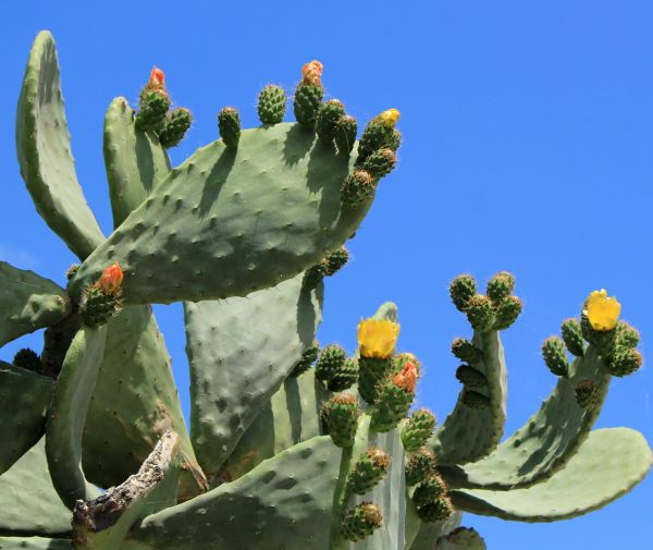 Cactus Removal in Sanford