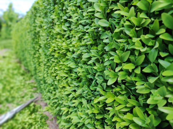 Boxwood Pruning in Sanford