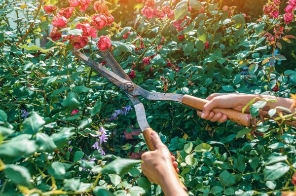 Knockout Roses Pruning in Sanford