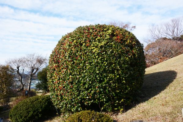Holly Shrub Pruning in Sanford