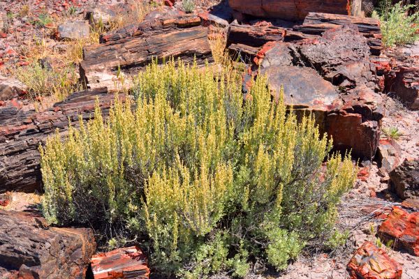 Sagebrush Removal in Sanford