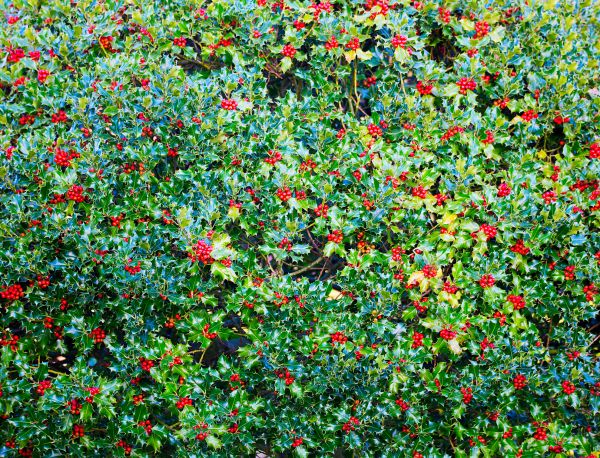 Holly Bush Removal in Sanford