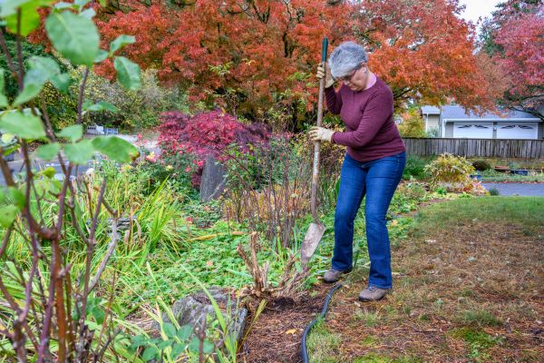 Dead Bush Removal in Sanford