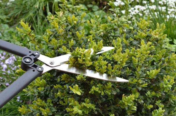 Boxwood Trimming in Sanford