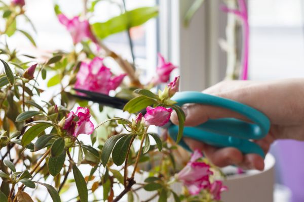 Azalea Pruning in Sanford