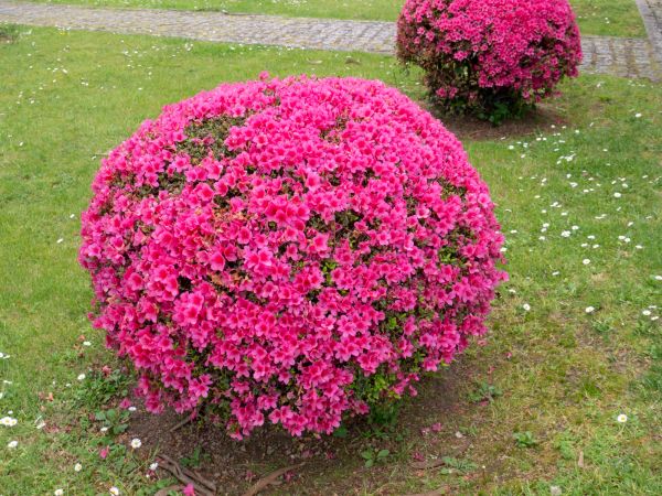 Rhododendron Pruning in Sanford