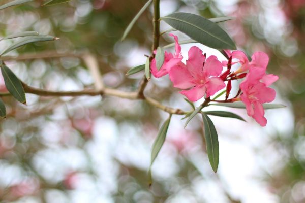 Oleander Removal in Sanford