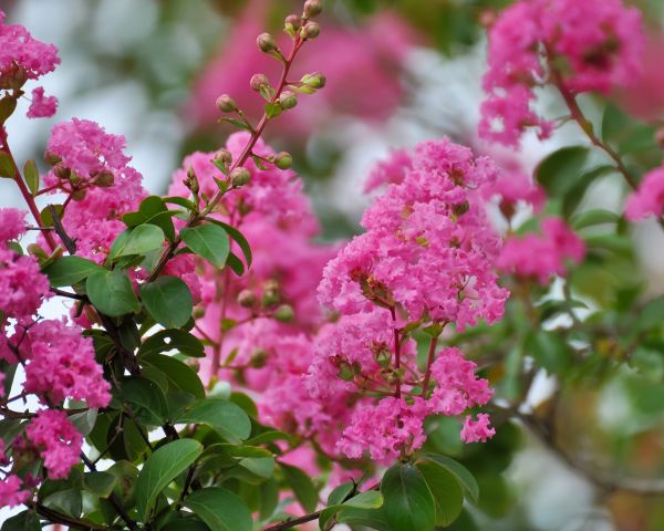 Crepe Myrtle Removal in Sanford