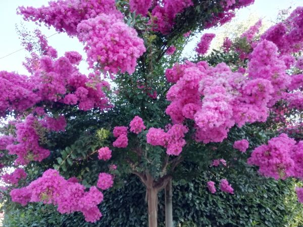 Crape Myrtle Pruning in Sanford