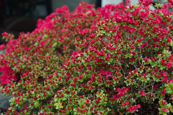 Weigela Removal Service in Sanford