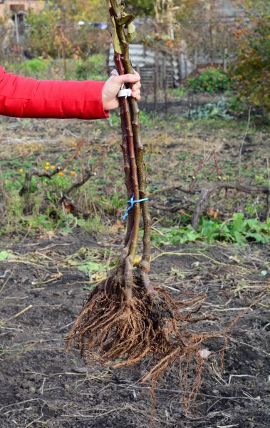 Shrub Root Removal in Sanford
