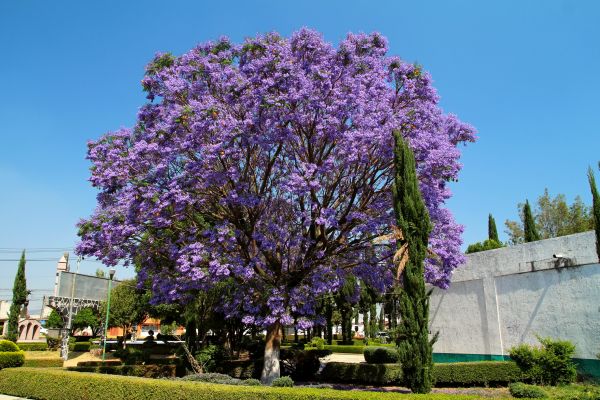 Jacaranda Pruning in Sanford