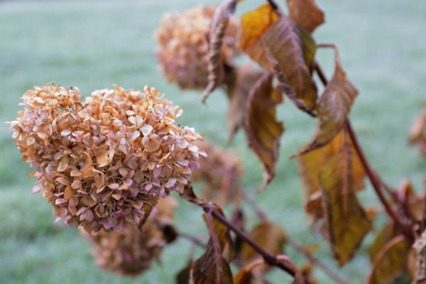 Hydrangea Removal in Sanford