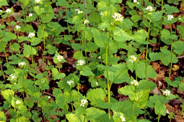 Garlic Mustard Removal in Sanford