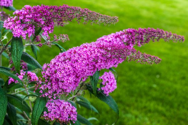 Butterfly Bush Removal in Sanford