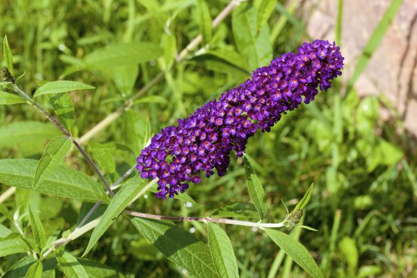 Butterfly Bush Pruning in Sanford