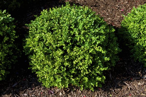Boxwood Removal in Sanford