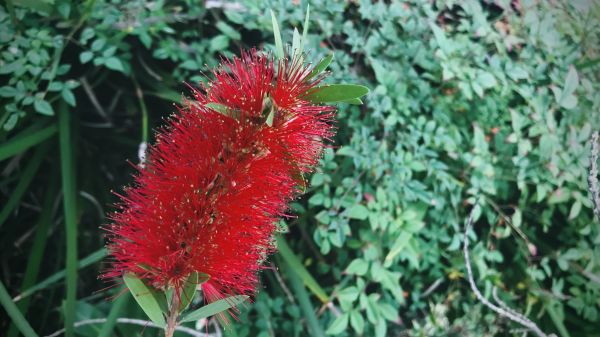 Bottlebrush Pruning in Sanford