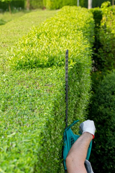 Hedge Trimming in Sanford